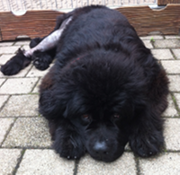 Spendenaufruf – Angel hat die 2. Etappe geschafft !