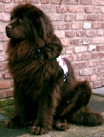 Tiergestützter Besuchsdienst