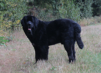 CARLO ist angekommen!