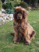 Samson lässt grüßen