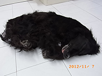 BITTE ZÜNDET EINE KERZE FÜR „LOTTE“ AN