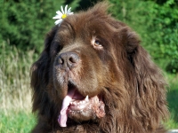 Schnell, schneller = Neufundländer in Not e.V.