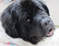 Xerox, der vergessene Neufundländer