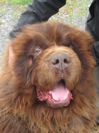 Drei Neufundländer bei Vermehrer gerettet