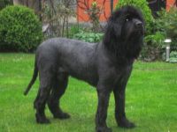 Herzlichen Dank an Neufundländer in Not e.V.