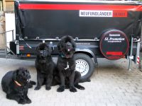 Neufundländer-in-Not-e.V. sagt D A N K E