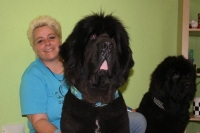 Verein „Neufundländer in Not“ plant………….