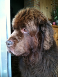 Liebes Herrchen, tröste Dich