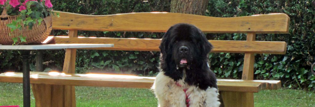 Happy birthday Knöpfchen – 13 Jahr und noch kein graues Haar