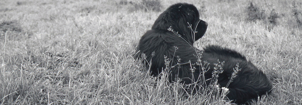 Zeppelin und Düsenjäger Teil 2
