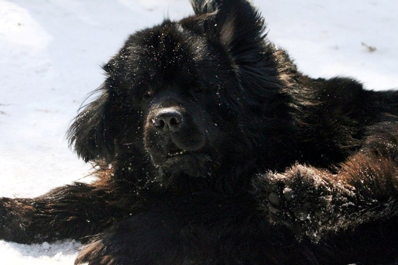 Einladung zur 4. Nordheider Bären-Rallye am 30. März 2014