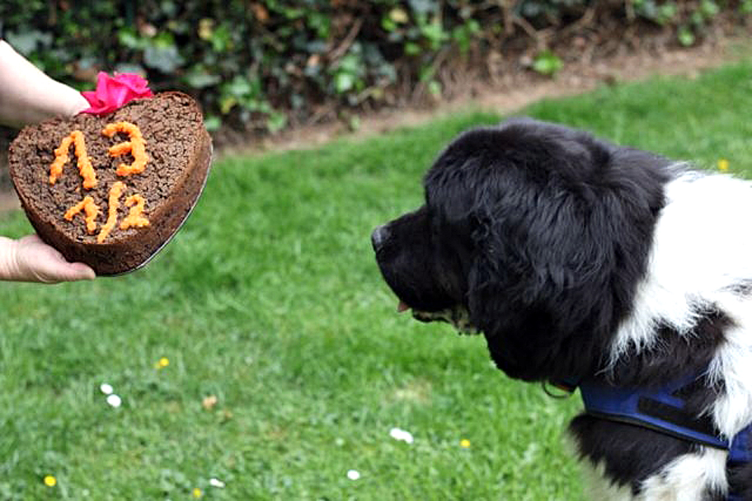 Happy Xerox – (Knöpfchenday)