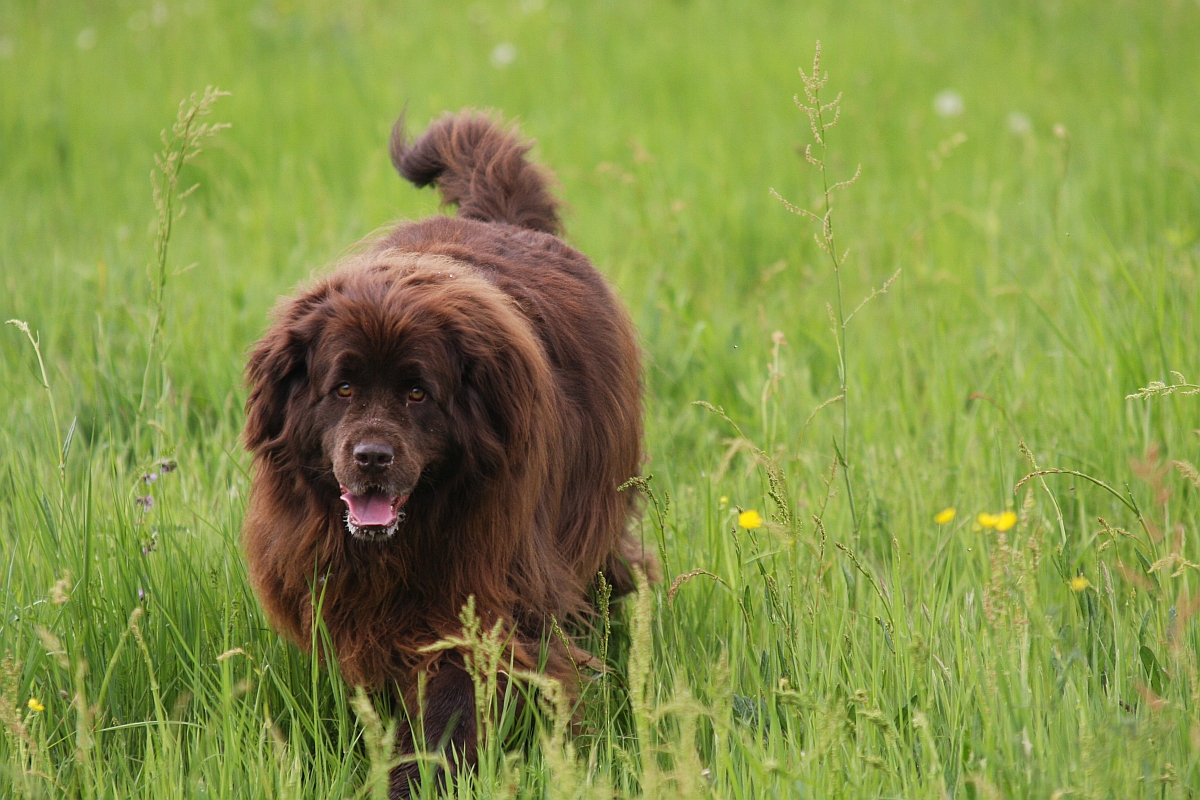 Hunde sind nicht einfach nur Tiere