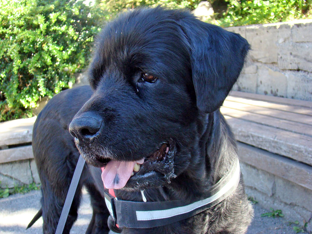 Vom schweren Notfall zum Behindertenbegleithund . . .