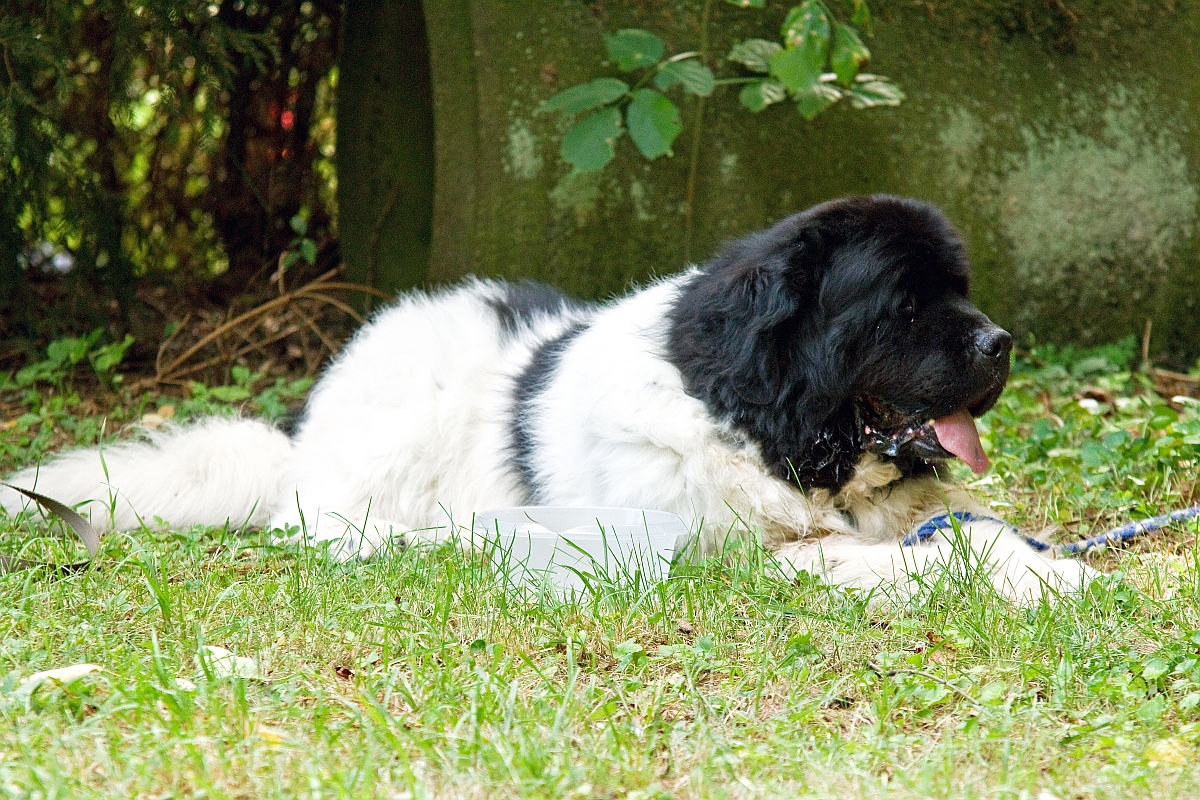 NEUFUNDLÄNDER IN NOT e.V., trauert…………..