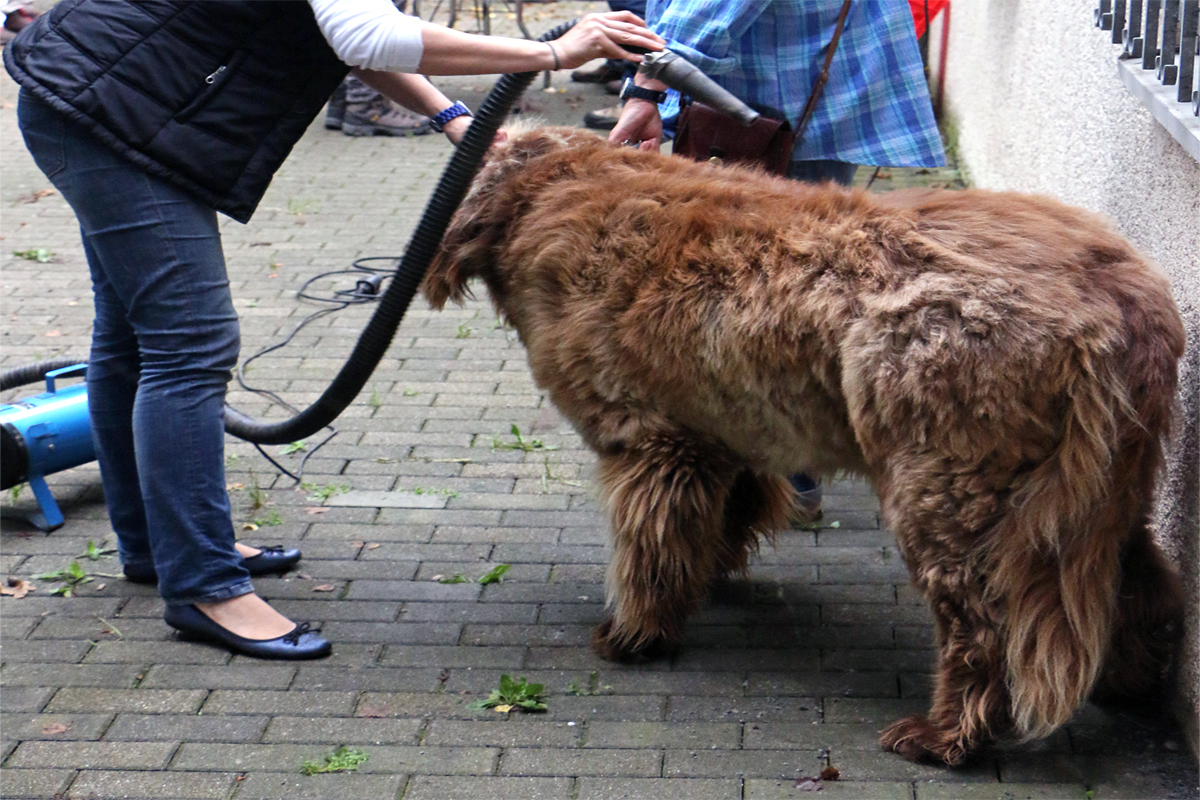 WIR MACHEN IHREN NEUFUNDLÄNDER WINTER-SCHICK