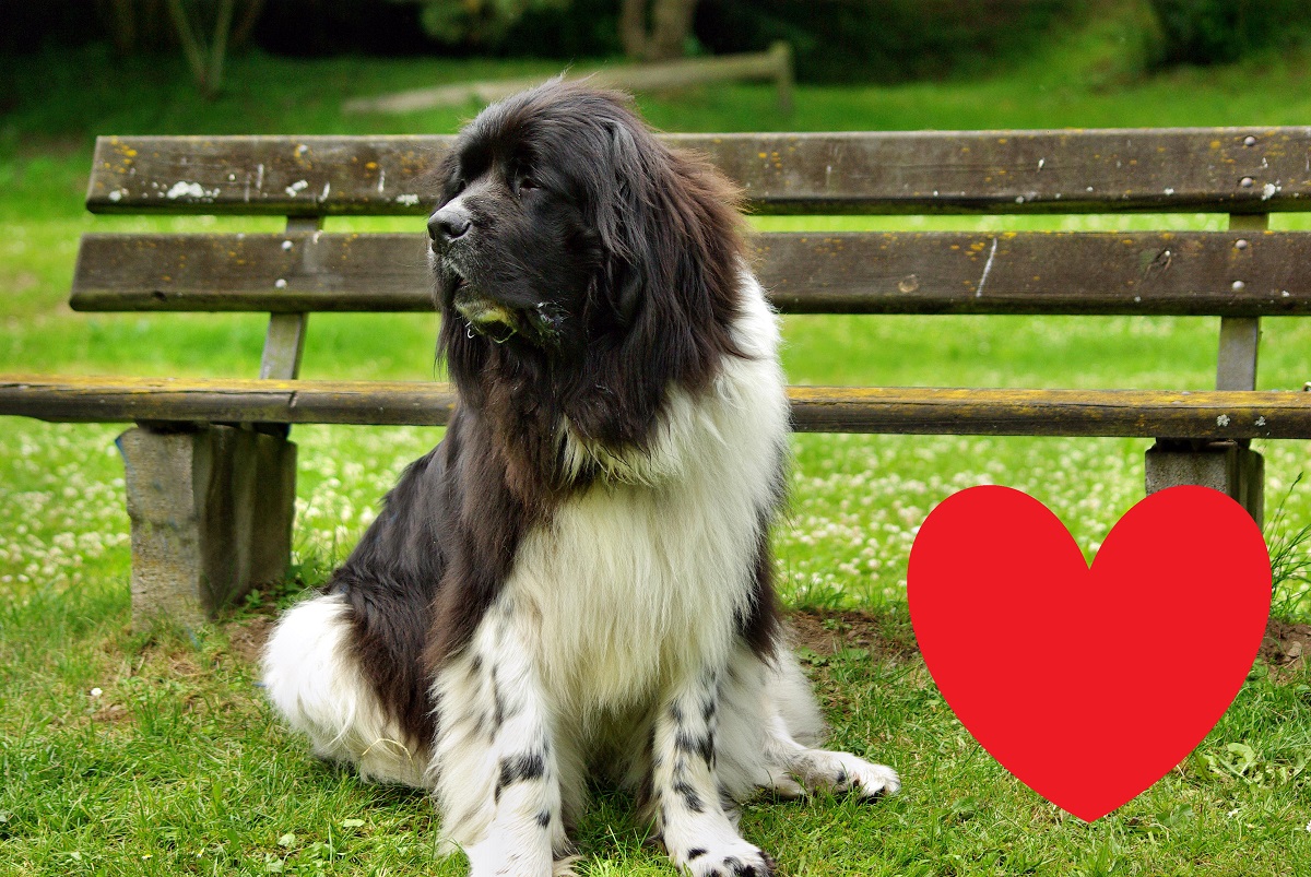 Lebensretter auf vier Pfoten gesucht