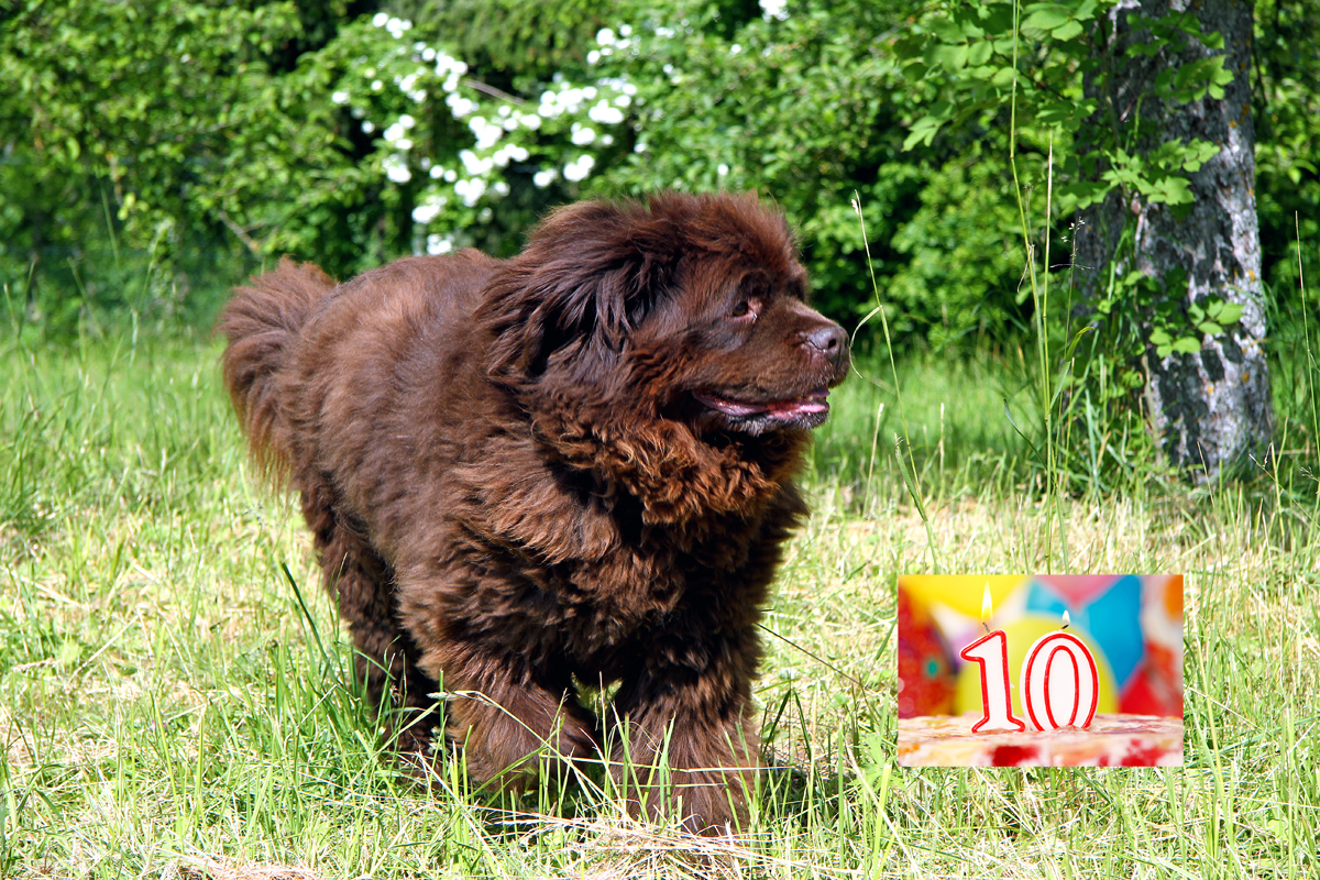 Neufundländer in Not e.V. hat heute Geburtstag