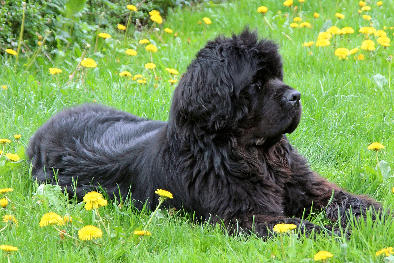 Neufundländer-in-Not-e.V. trauert mit Familie Christopei