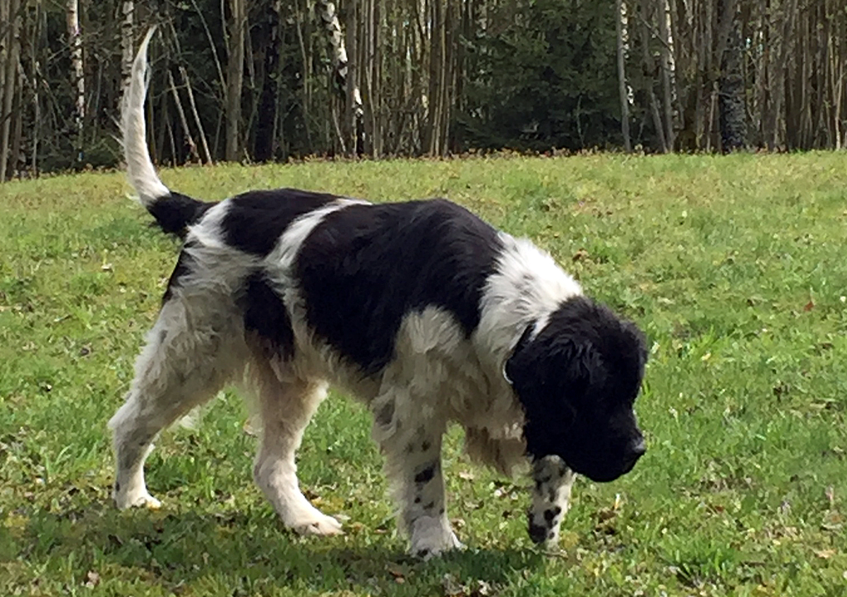 Kennen Sie Klein – Priebus?