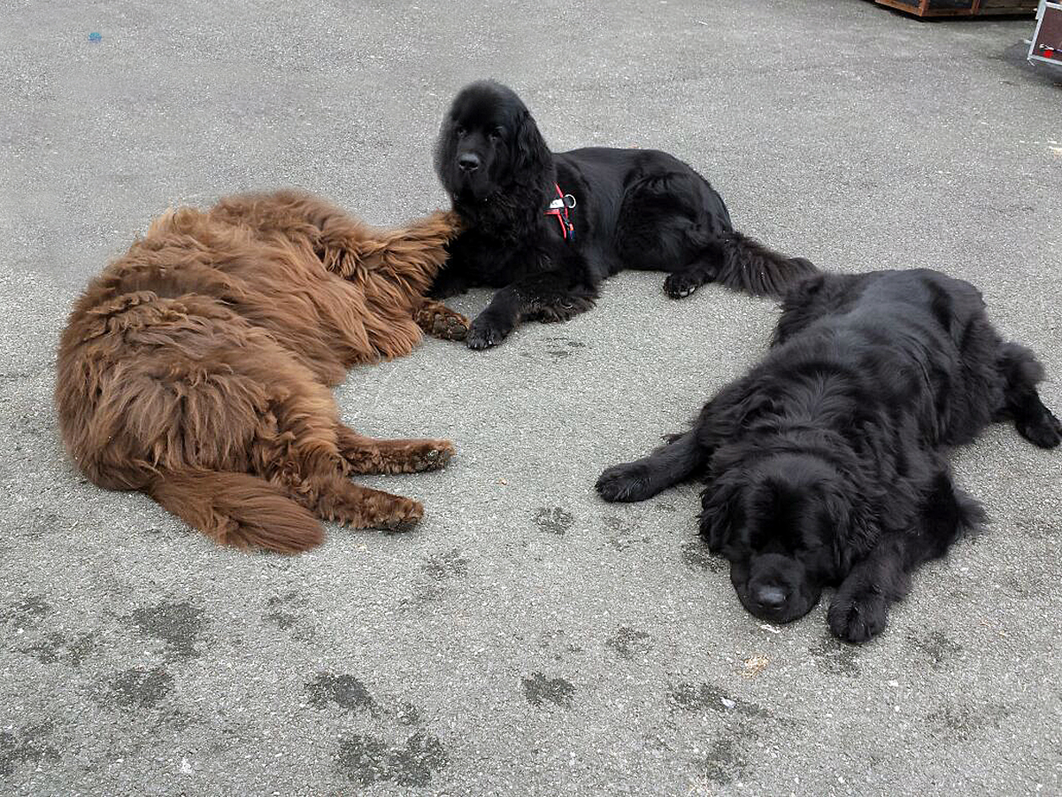 Pflegestelle Bojarzyn