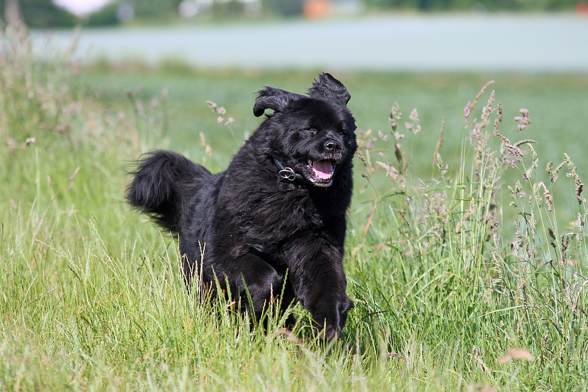 Einladung zum 6. Neufundländertag