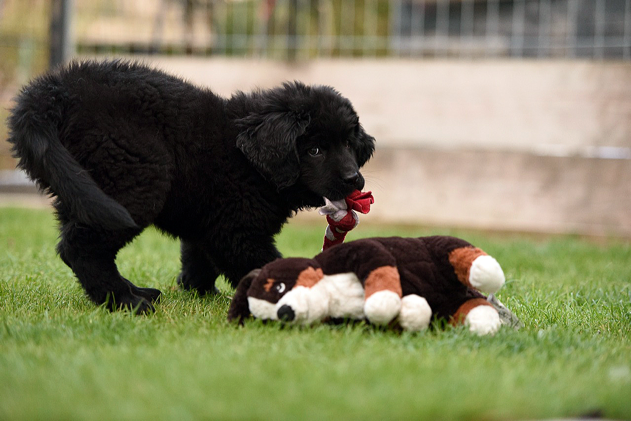 Wie geht es unseren Neufi Babys ?