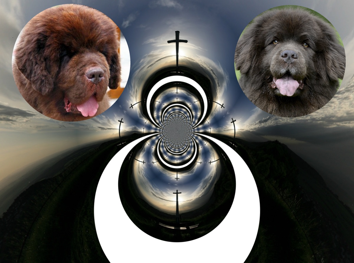 Neufundländer in Not e.V. trauert