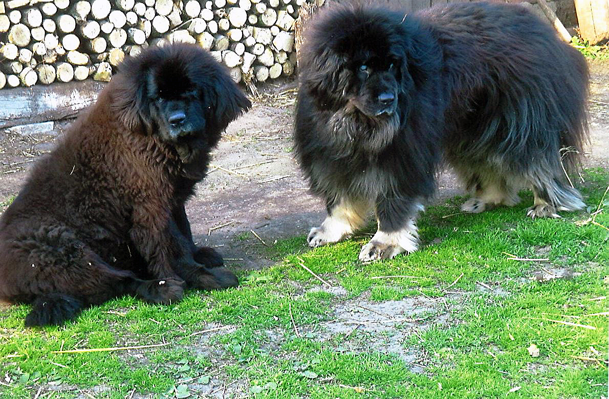 Cora, ein lieber Schatz verließ uns