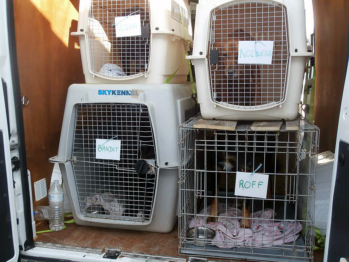 Besuch bei unserem ehemaligen Nothund Bandit (jetzt: Charly)