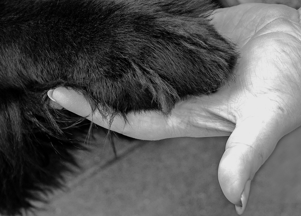 WIR WÜNSCHEN EIN GESUNDES 2016