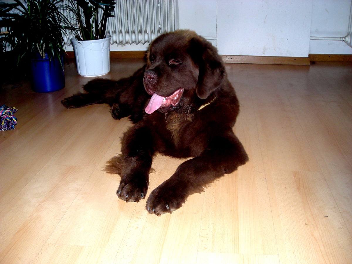 Neufundländer Odin im Glück!