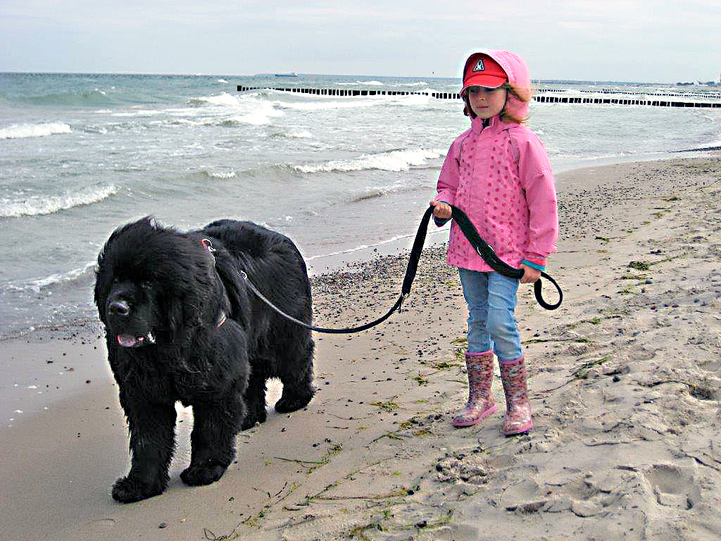 Seelenhunde  –  Herzenshunde