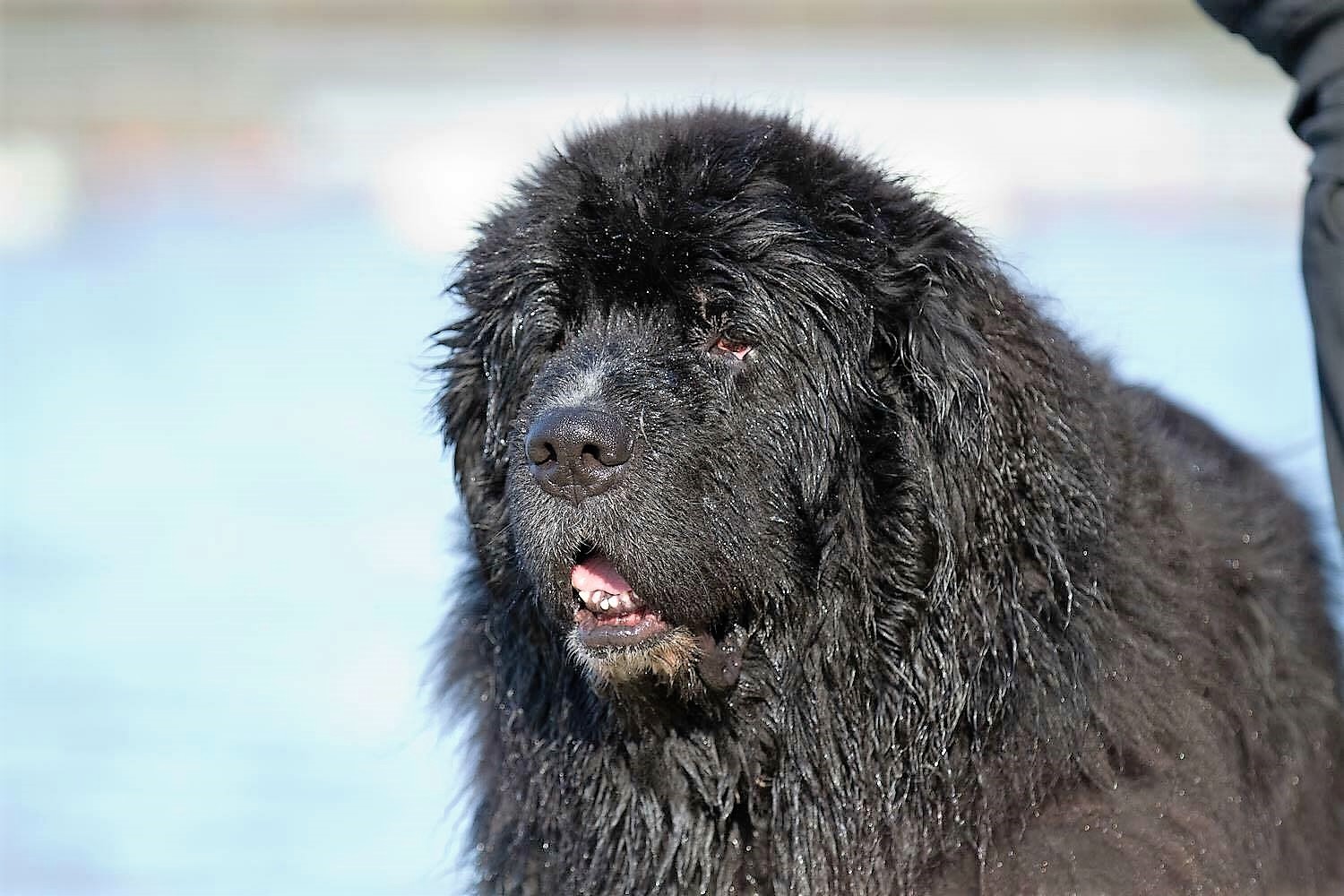 Neufundländer in Not e.V. trauert……..