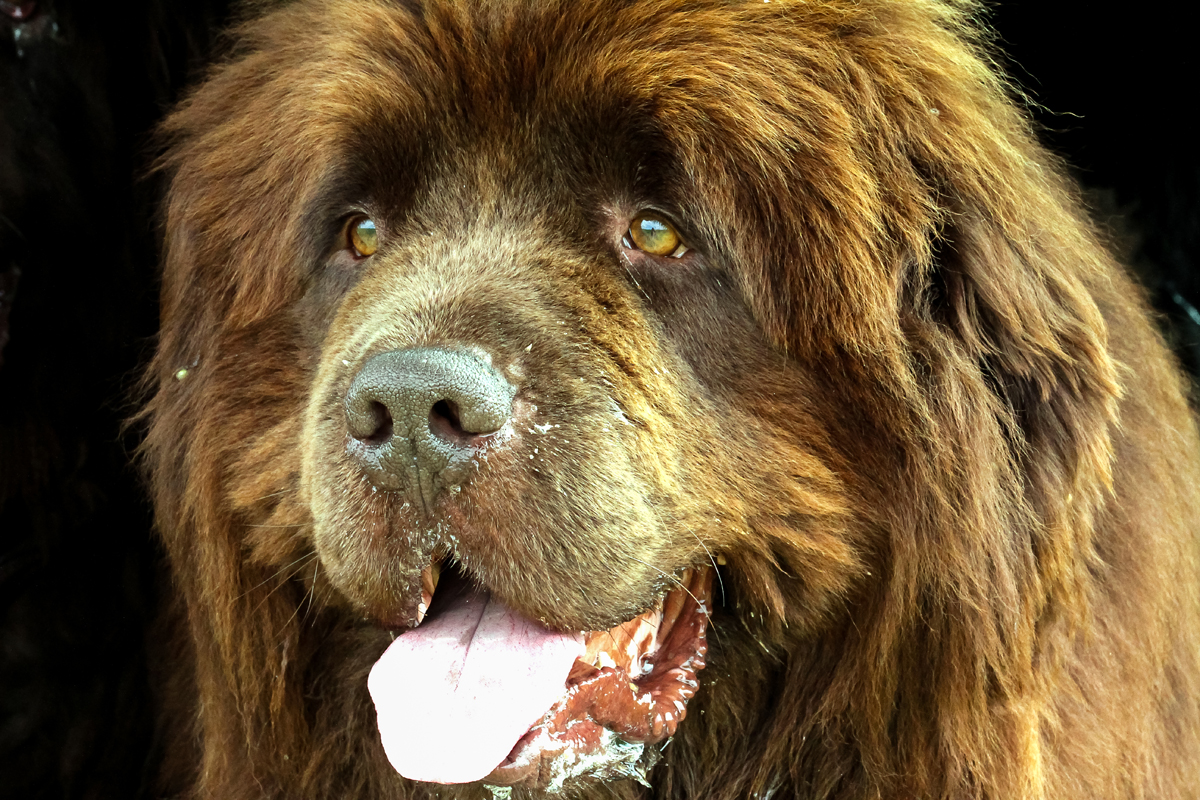 Hunde sind unsere Verbindung zum Paradies