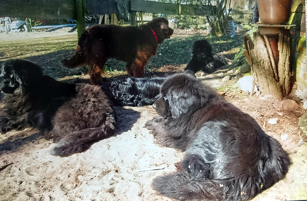 Wie man bei N.i.N. zur Pflegestelle werden kann!