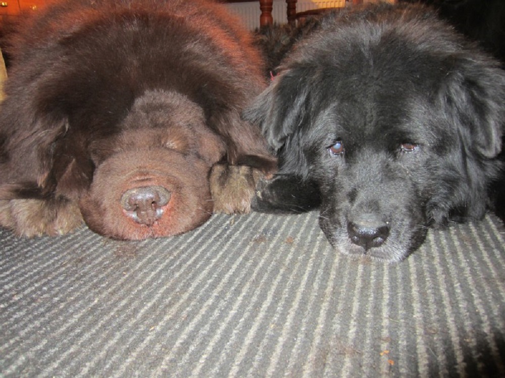 Neufundländer in Not e.V. lebt !!!!!