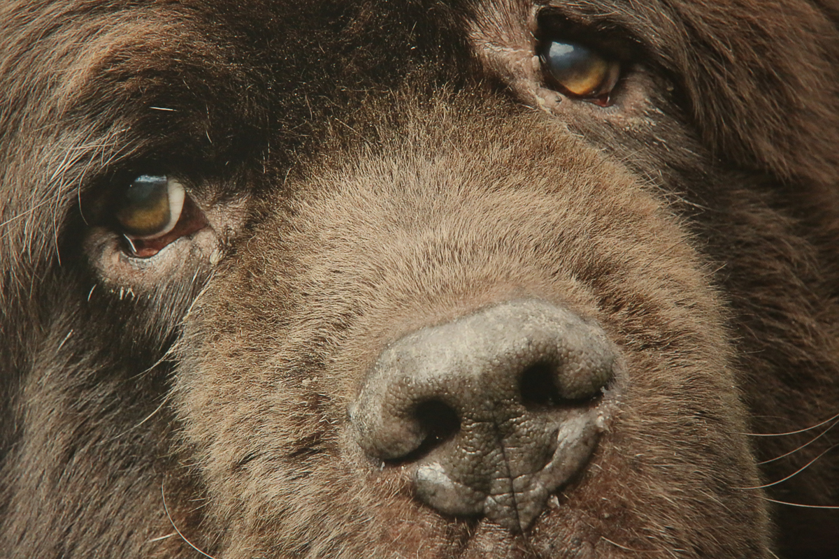 Neufundländer in Not e.V. sucht Pflegestellen !