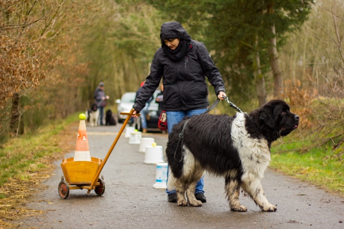 Einladung zur 8. Nordheider Bären-Rallye am 18. März 2018