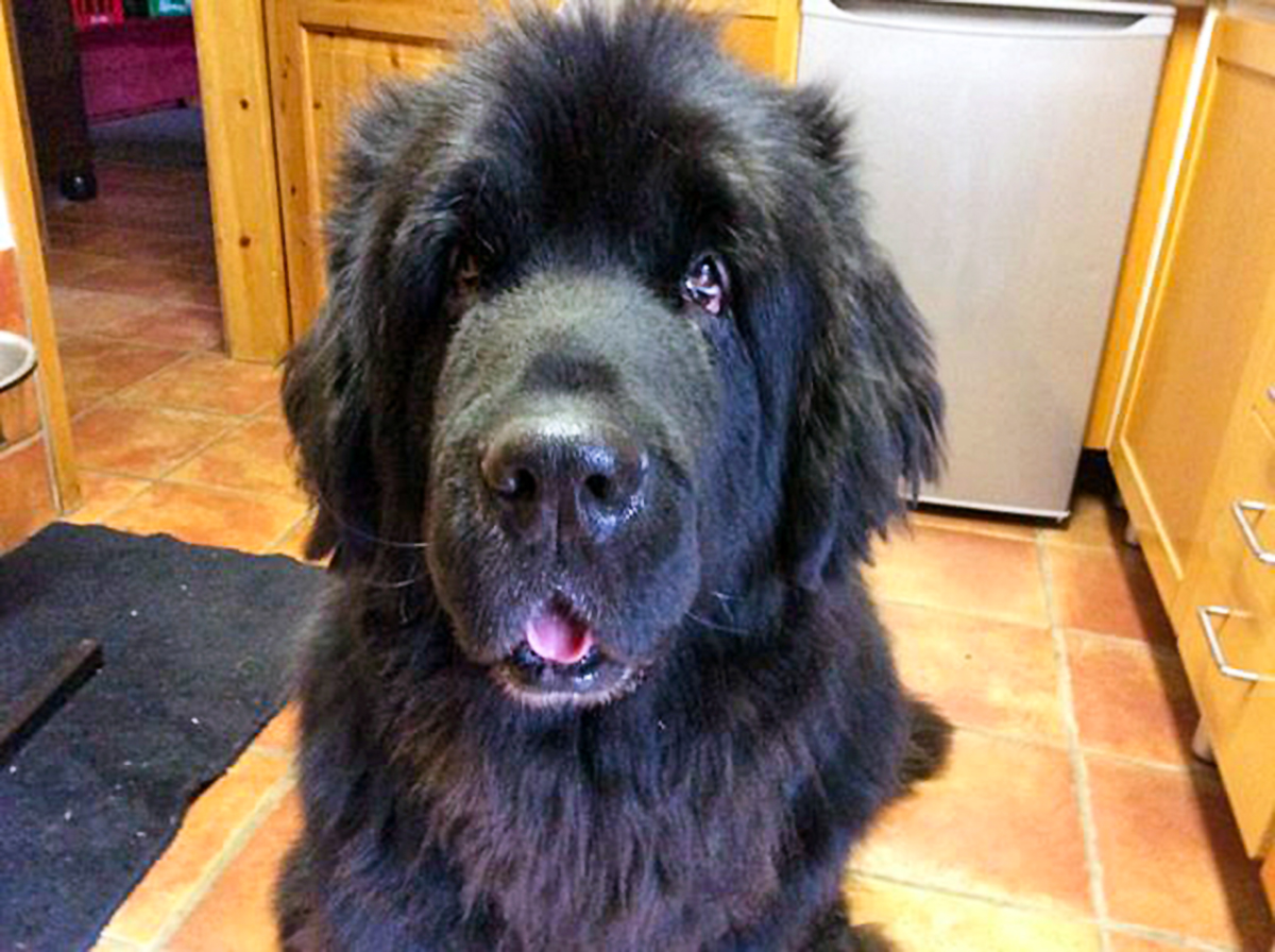 Tierschutz – NiN – Kosten – Spenden und „das liebe Geld“