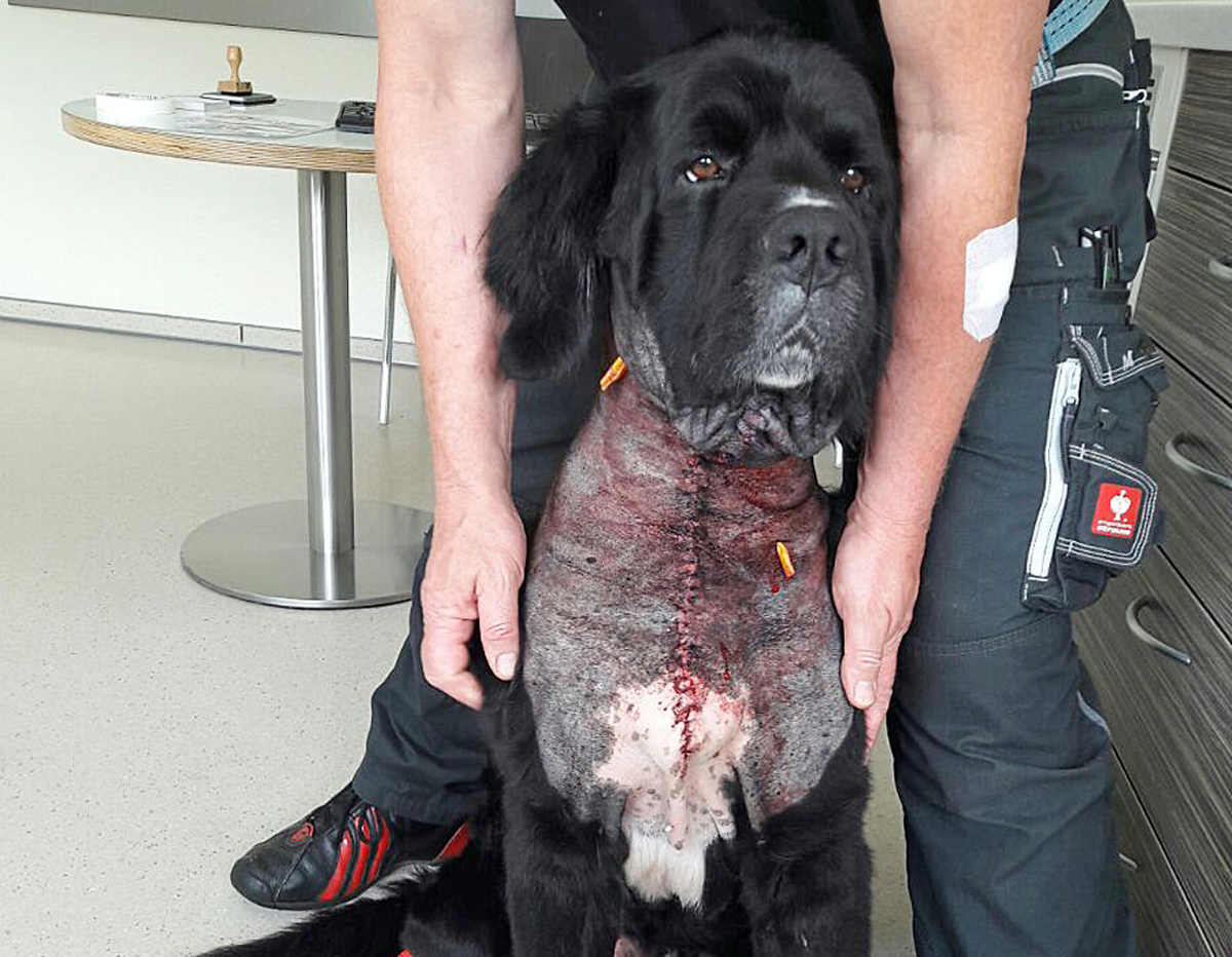 Elvis der extreme Neufundländer