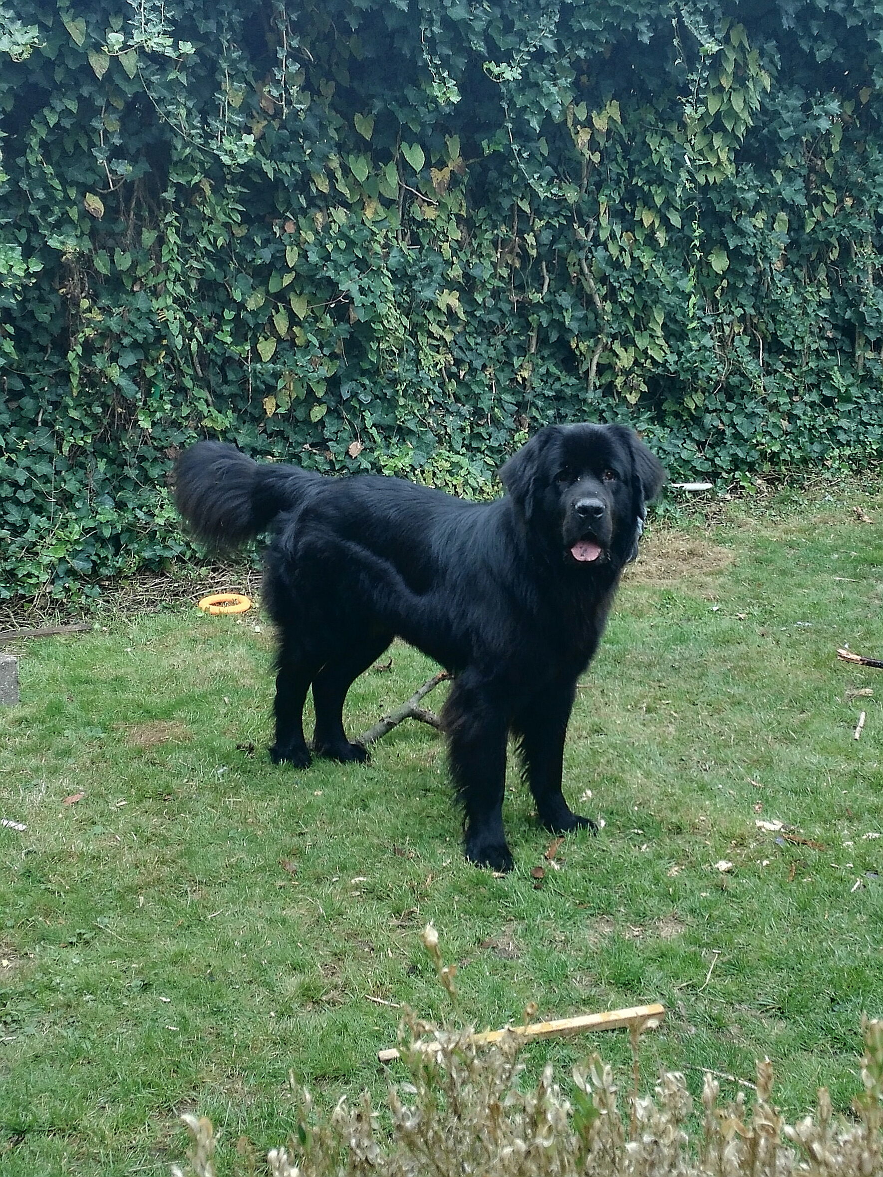 Gastvermittelung erfolgreich für Buddy