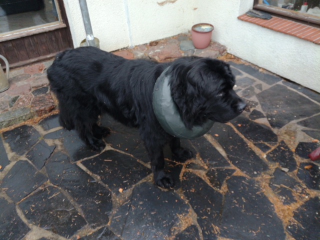 Gastvermittlung – Aslan hat ein Zuhause !