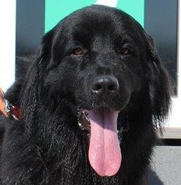 Oskar hat ein zuhause