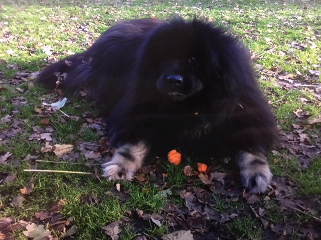 Rückblick Pflegestelle „Etzels Bärenhöhle“ in Mecklenburg-Vorpommern
