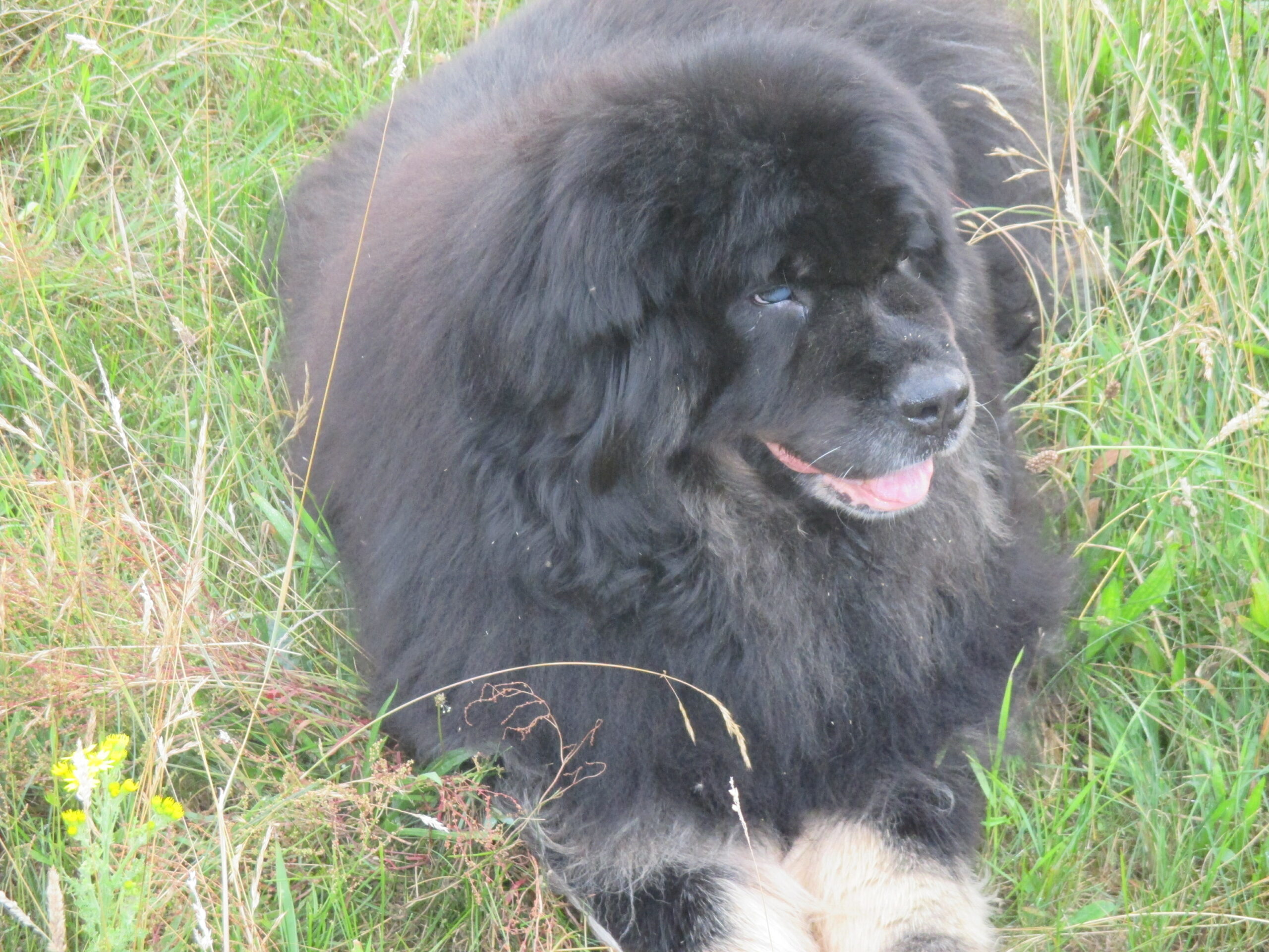 Nachrichten aus der Pflegestelle „Etzels Bärenhöhle“ in Mecklenburg