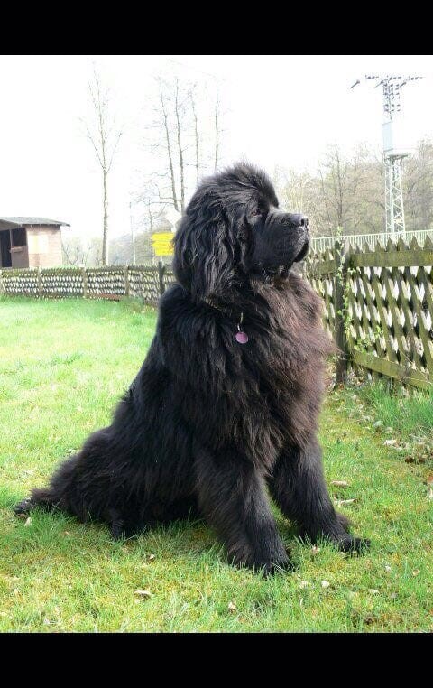 Silvester mit einem Neufi…