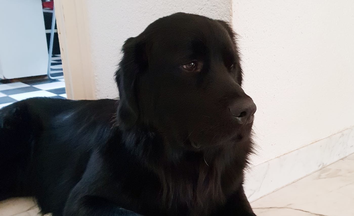 ….“ Hunde kommen in unser Leben, um zu bleiben.