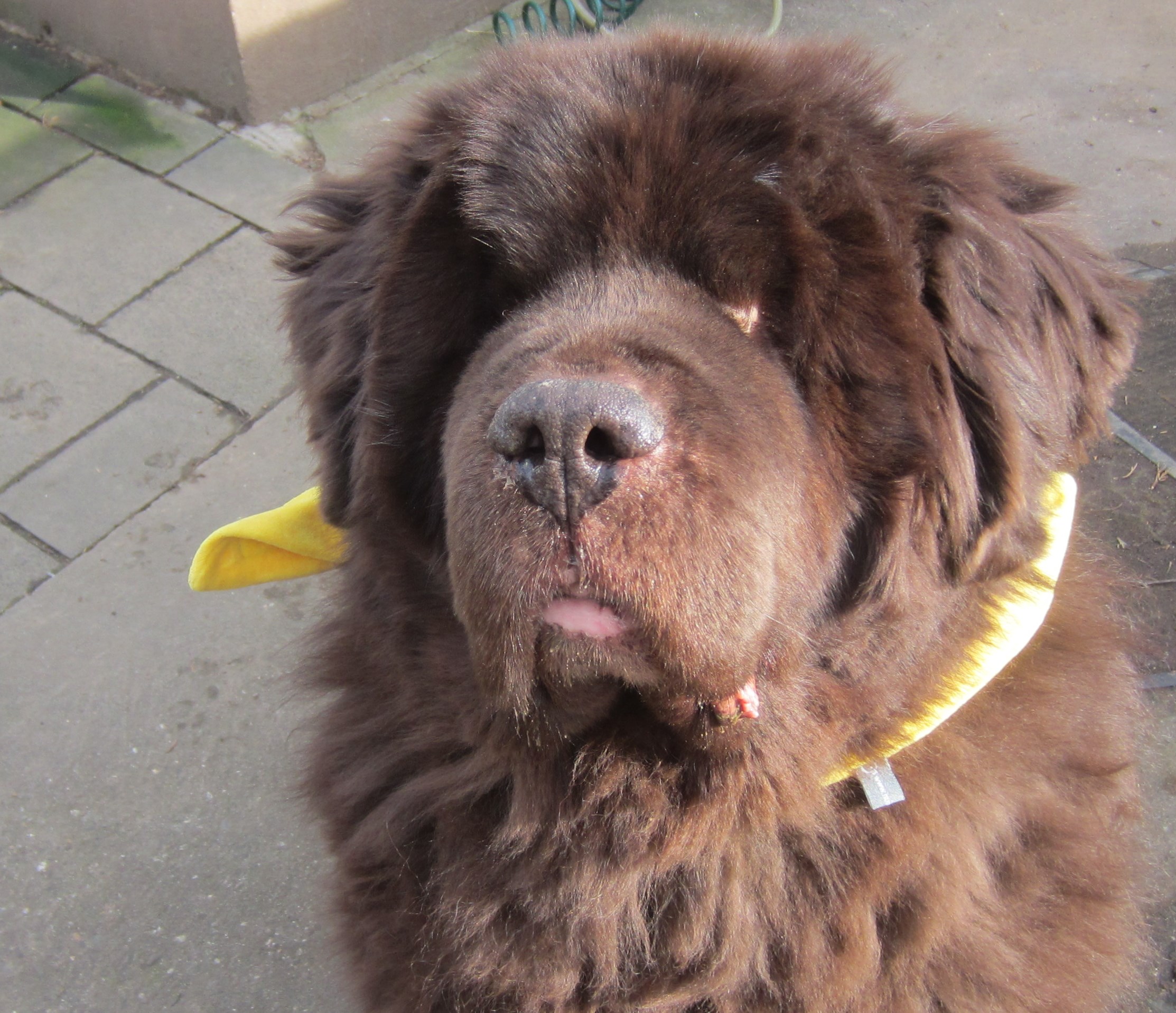 Eric, ein ganz besonderer Neufundländer !