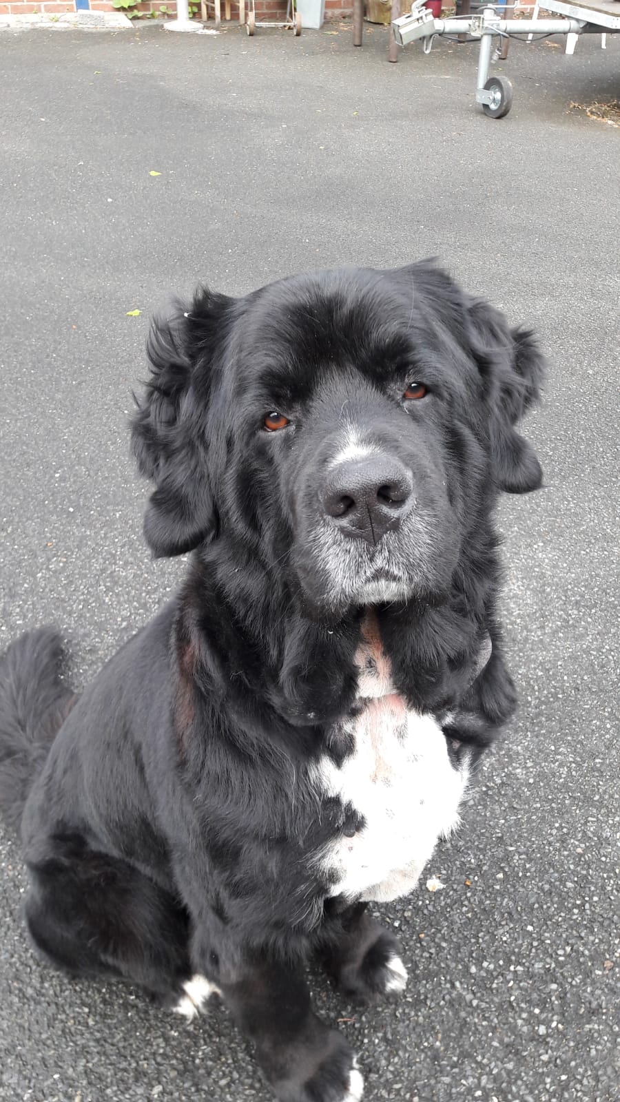 Elvis auf der Regenbogenbrücke